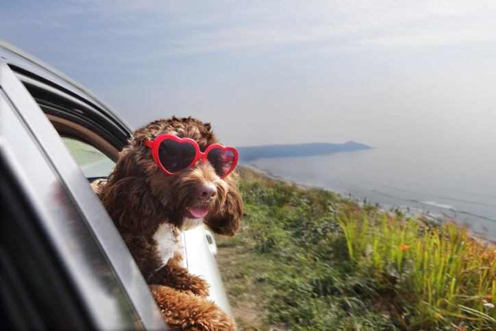 Un perro aprende a salir de paseo en el automóvil