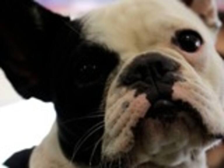 Sitio web recopila restaurantes y hoteles del país para visitar junto a tu mascota