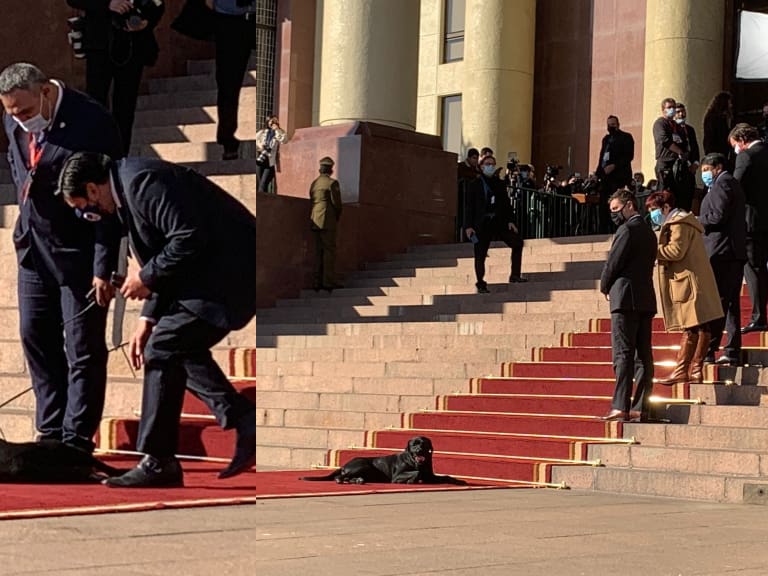 Perrito se adueñó de la alfombra roja y se ganó el cariño de los presentes previo a la Cuenta Pública