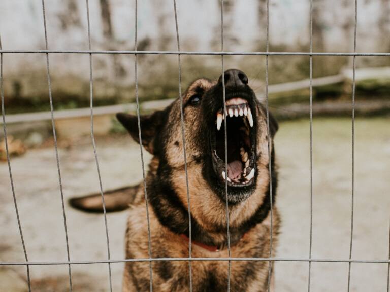 Adulto mayor muere tras ser mordido por perro en Viña del Mar: nieta de la víctima se encuentra internada