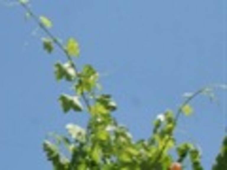 Jorge Valdivia solicitará indulto a la ANFP por »Caso Bautizazo»