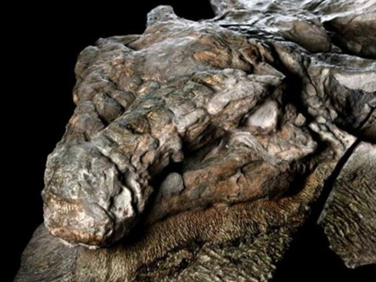 Hallan el fósil intacto de un dinosaurio en Canadá