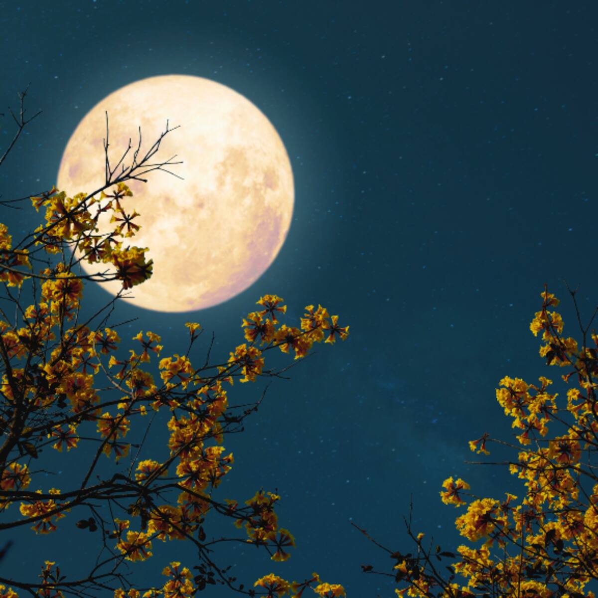 Luna de las flores 2026 en Chile: este es el día y la hora clave para ver el fenómeno desde Santiago