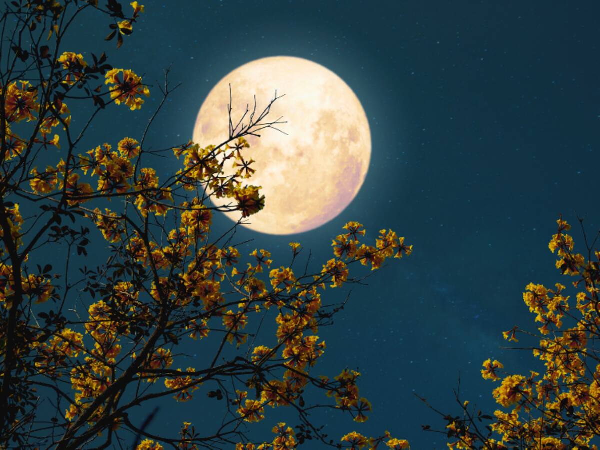 Luna de las flores 2026 en Chile: este es el día y la hora clave para ver el fenómeno desde Santiago