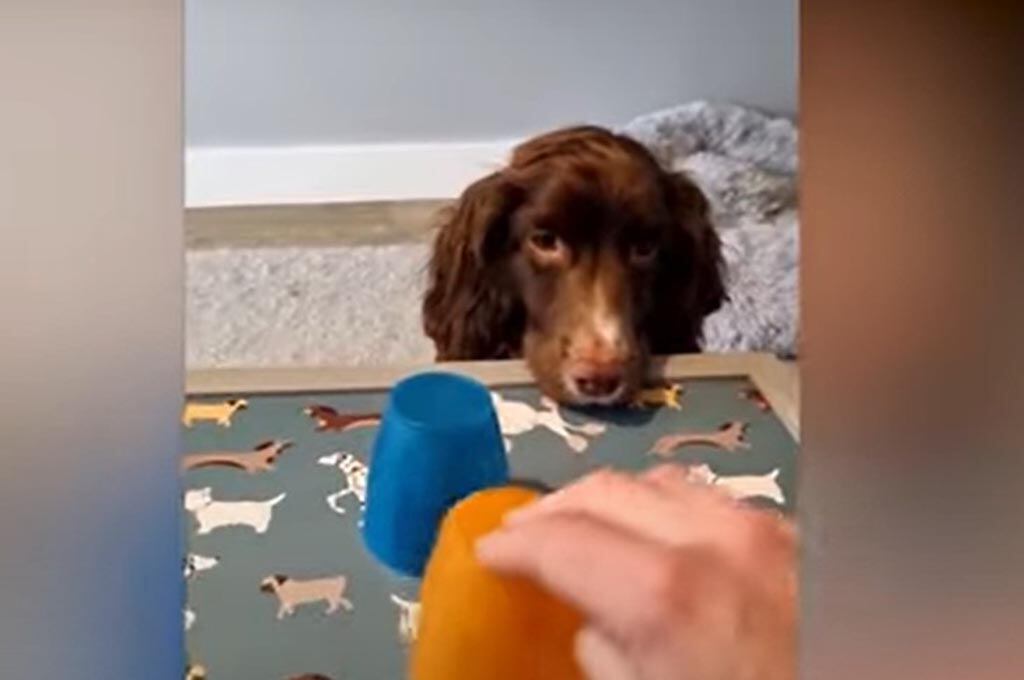 Perro en broma viral