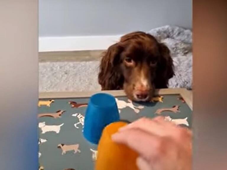 Perro en broma viral