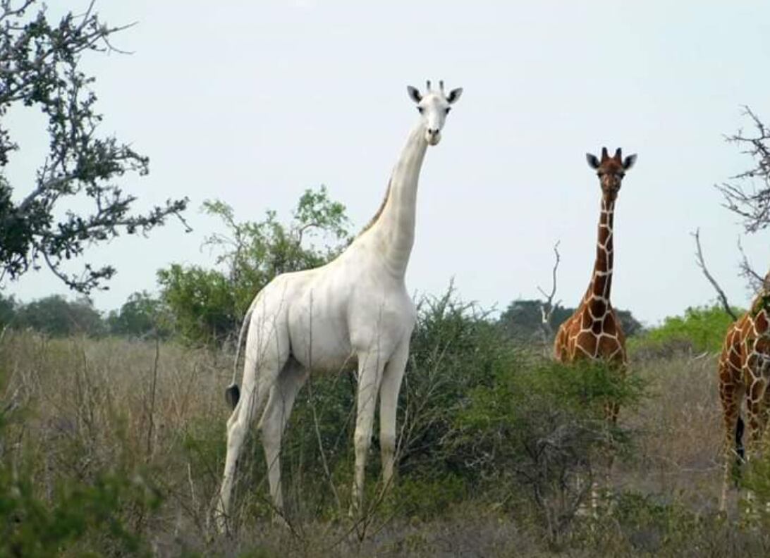 Jirafa blanca