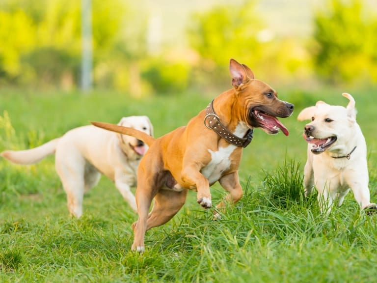 Día Internacional del Perro: por qué son el mejor amigo del ser humano y cómo retribuirles su lealtad y cariño