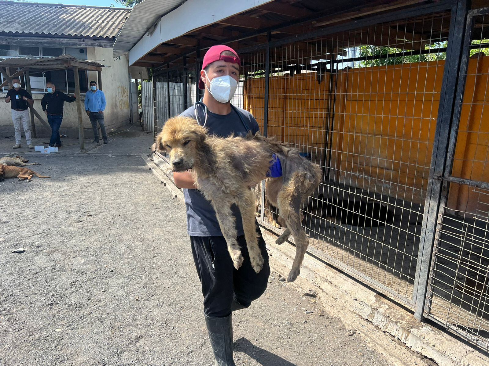 Maltrato animal en Curicó: descubren fundación animalista con más de 100 perros desnutridos