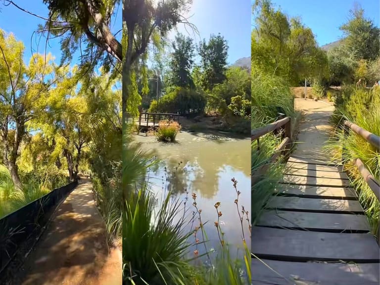 “Un tesoro verde en la ciudad”: este es el bosque que se ubica en pleno Santiago y con diversos senderos para recorrer gratis