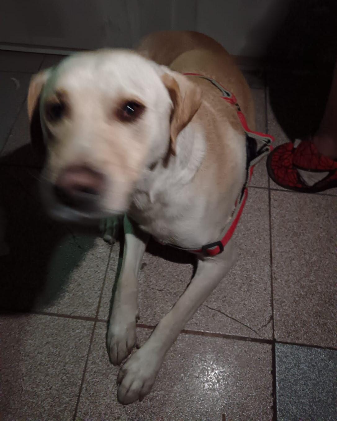 Nuevo caso de maltrato animal en Arica: hombre golpea con un zapato a su mascota