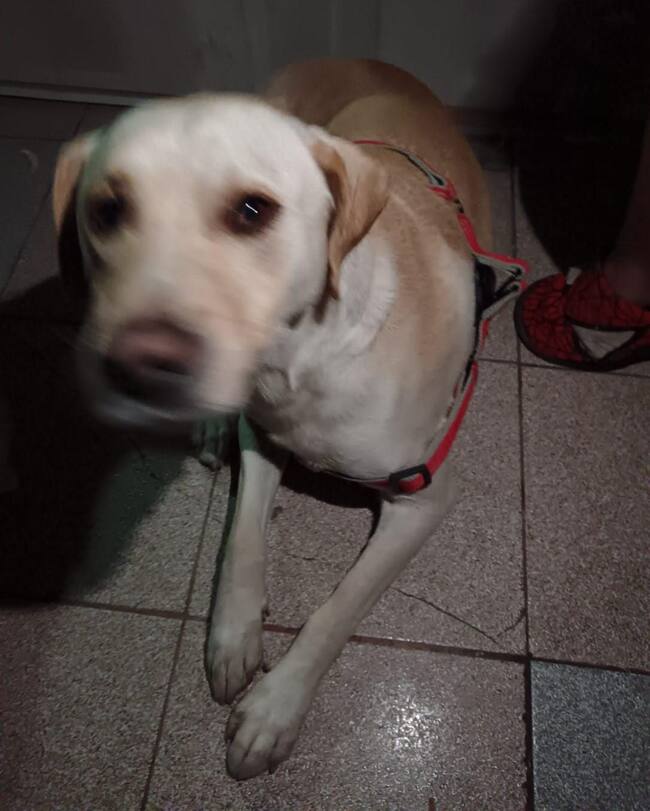 Nuevo caso de maltrato animal en Arica: hombre golpea con un zapato a su mascota