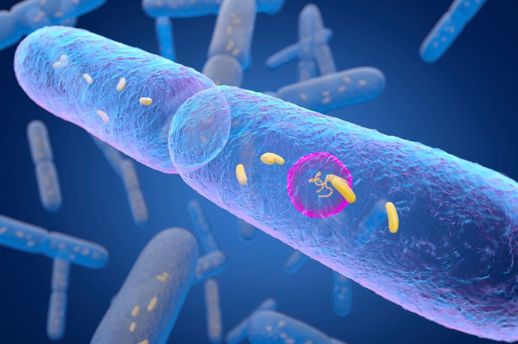 El Doctor Chef nos explica: Los secretos de nuestra flora intestinal