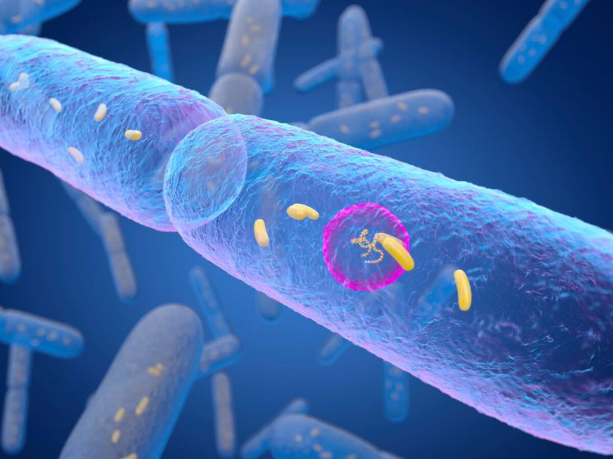 El Doctor Chef nos explica: los secretos de nuestra flora intestinal, los prebióticos y probióticos