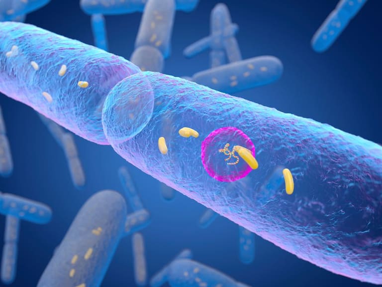 El Doctor Chef nos explica: Los secretos de nuestra flora intestinal