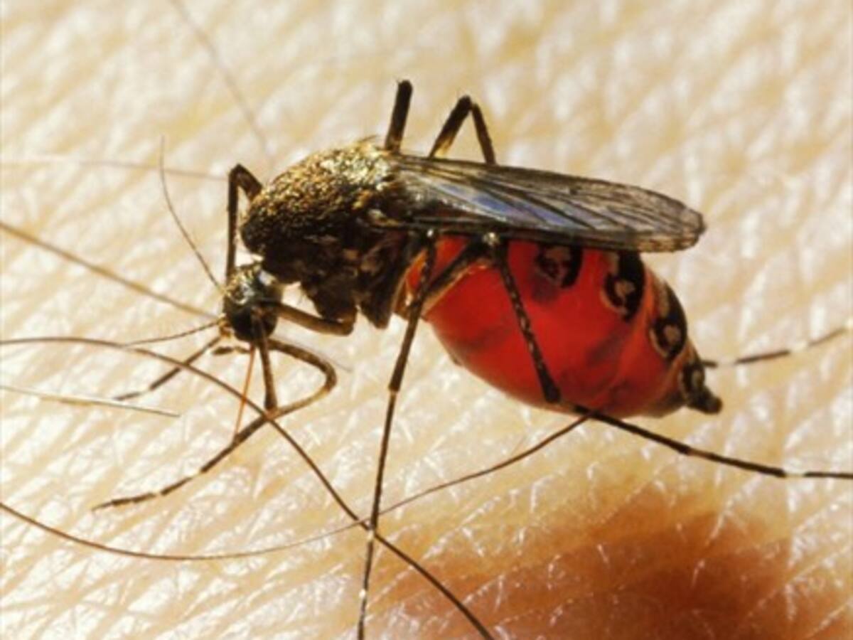 ¡Qué interesante!: Los mosquitos prefieren picar a las personas que toman cerveza