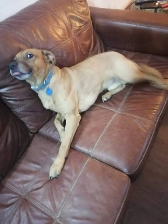 Oso, perrito en adopción | David Fernández