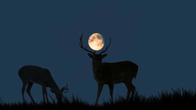 Superluna de Ciervo