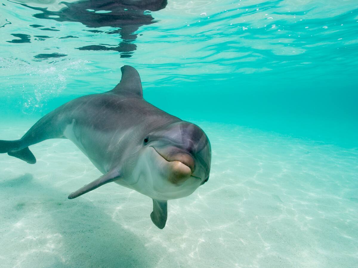 Descubierto gracias a los delfines: Este nutriente podría alargar la vida y es fácil de consumir