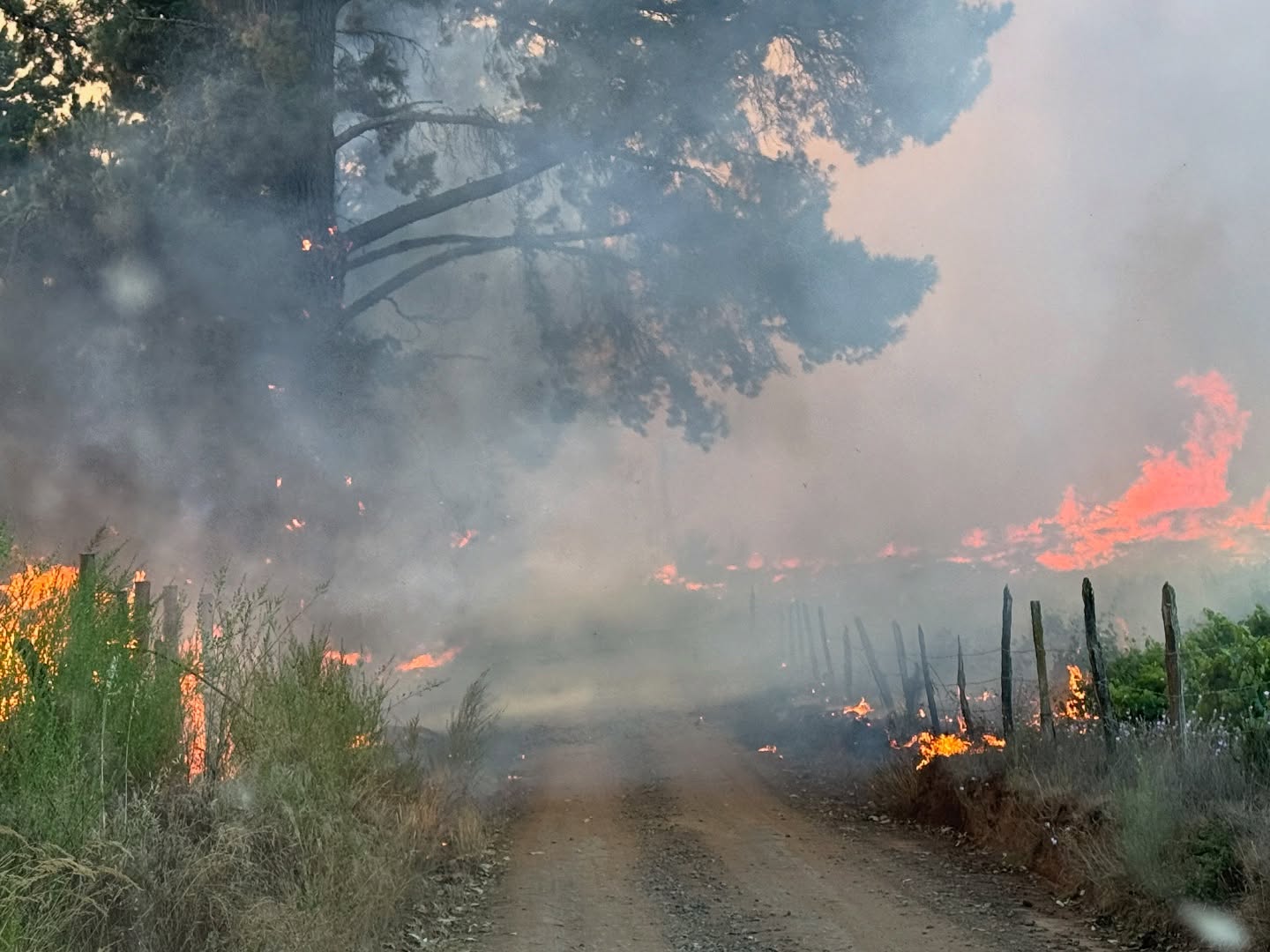 Viento puelche: el factor climático presente en los incendios de Ñuble y Biobío