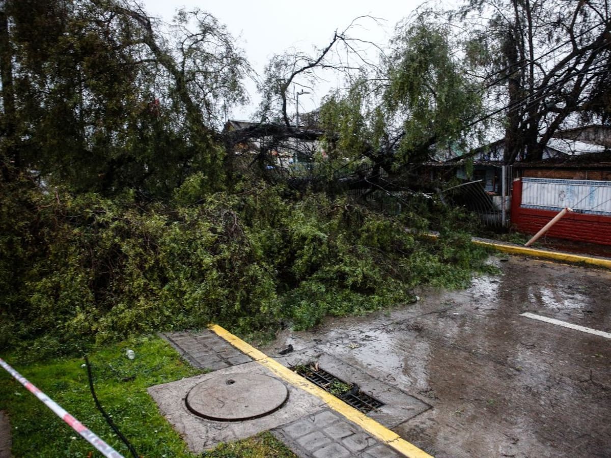 Emergencia en La Araucanía: Alerta Amarilla en 9 comunas por viento y caída masiva de árboles