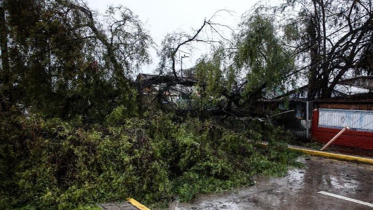 Emergencia en La Araucanía: Alerta Amarilla en 9 comunas por viento y caída masiva de árboles