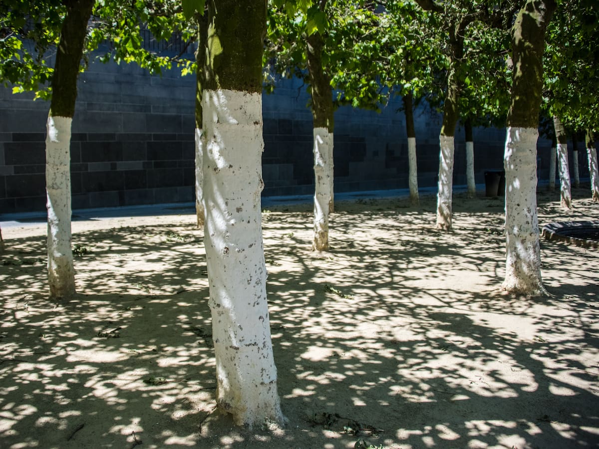 ¿Para qué se pintan de blanco los troncos de los árboles?