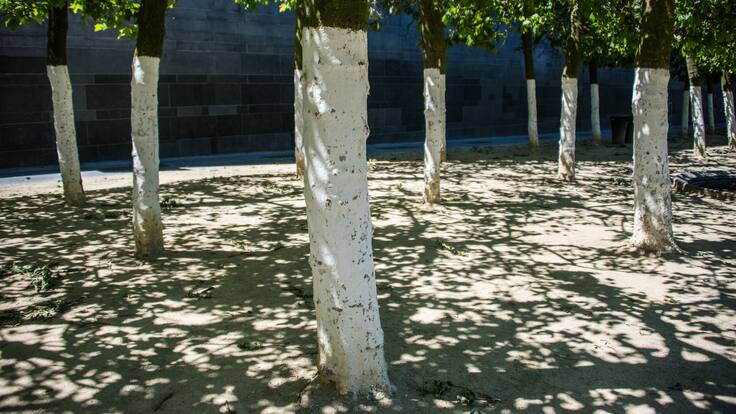 ¿Para qué se pintan de blanco los troncos de los árboles?