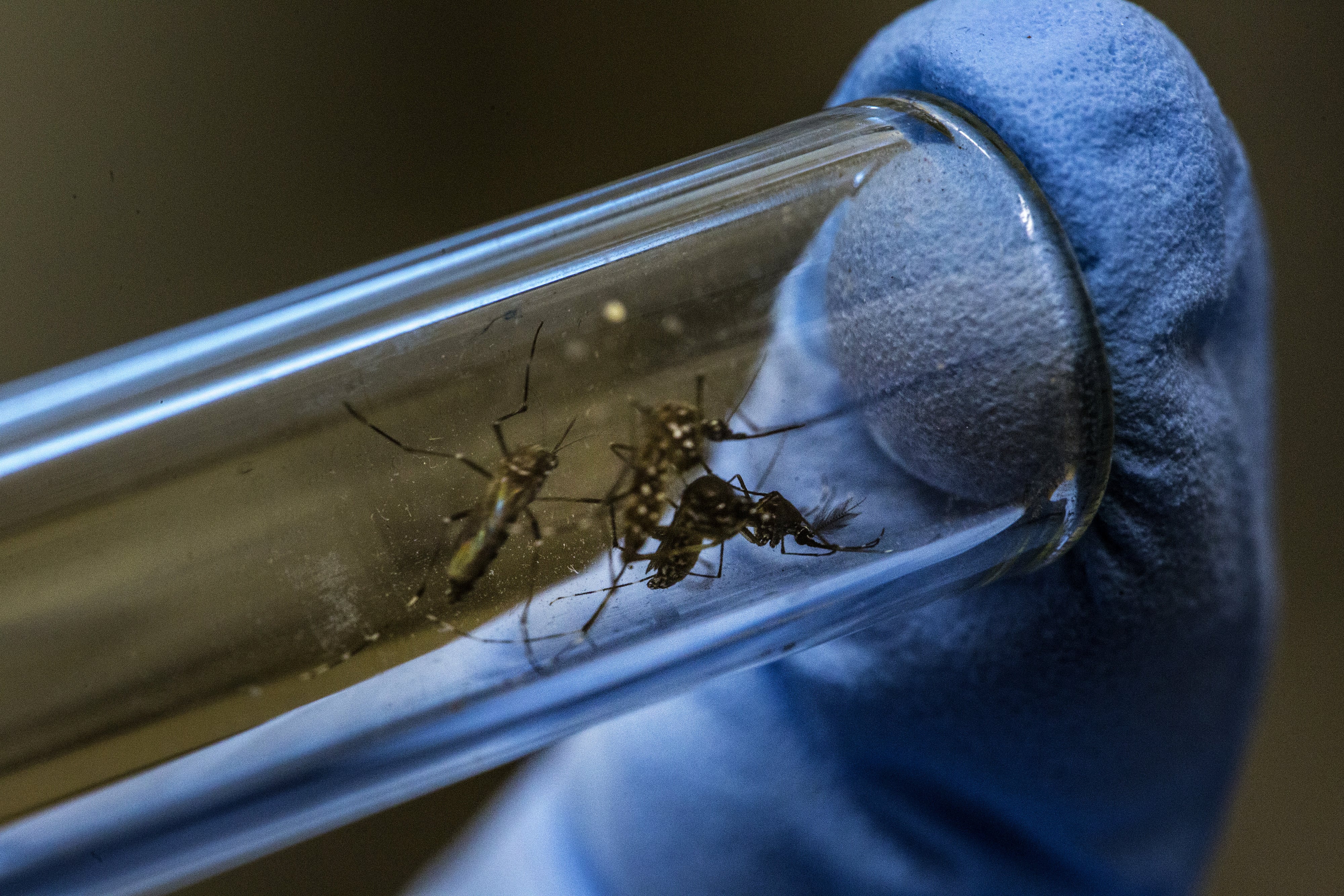 Descubren la razón científica por la que algunos olores mantienen alejados a los mosquitos
