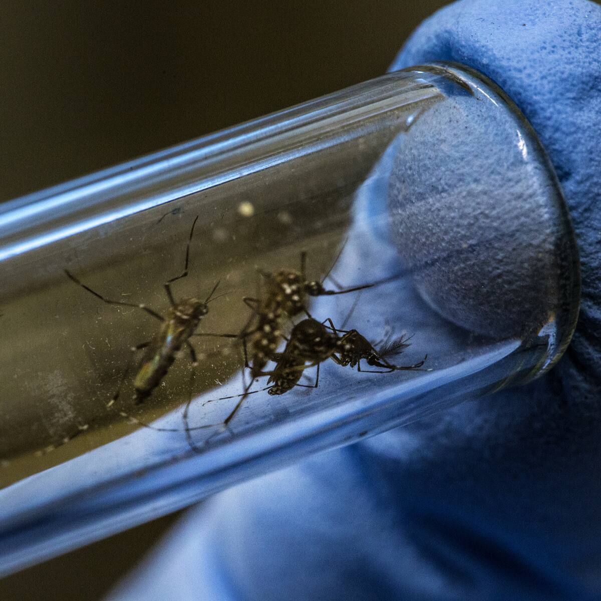 Descubren la razón científica por la que algunos olores mantienen alejados a los mosquitos: estos son los más efectivos