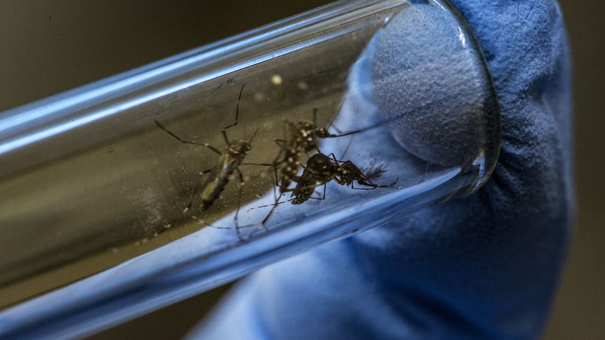 No es solo dengue: las graves enfermedades que puede transmitir el mosquito Aedes aegypti
