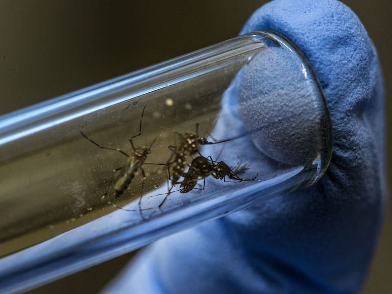 No es solo dengue: las graves enfermedades que puede transmitir el mosquito Aedes aegypti