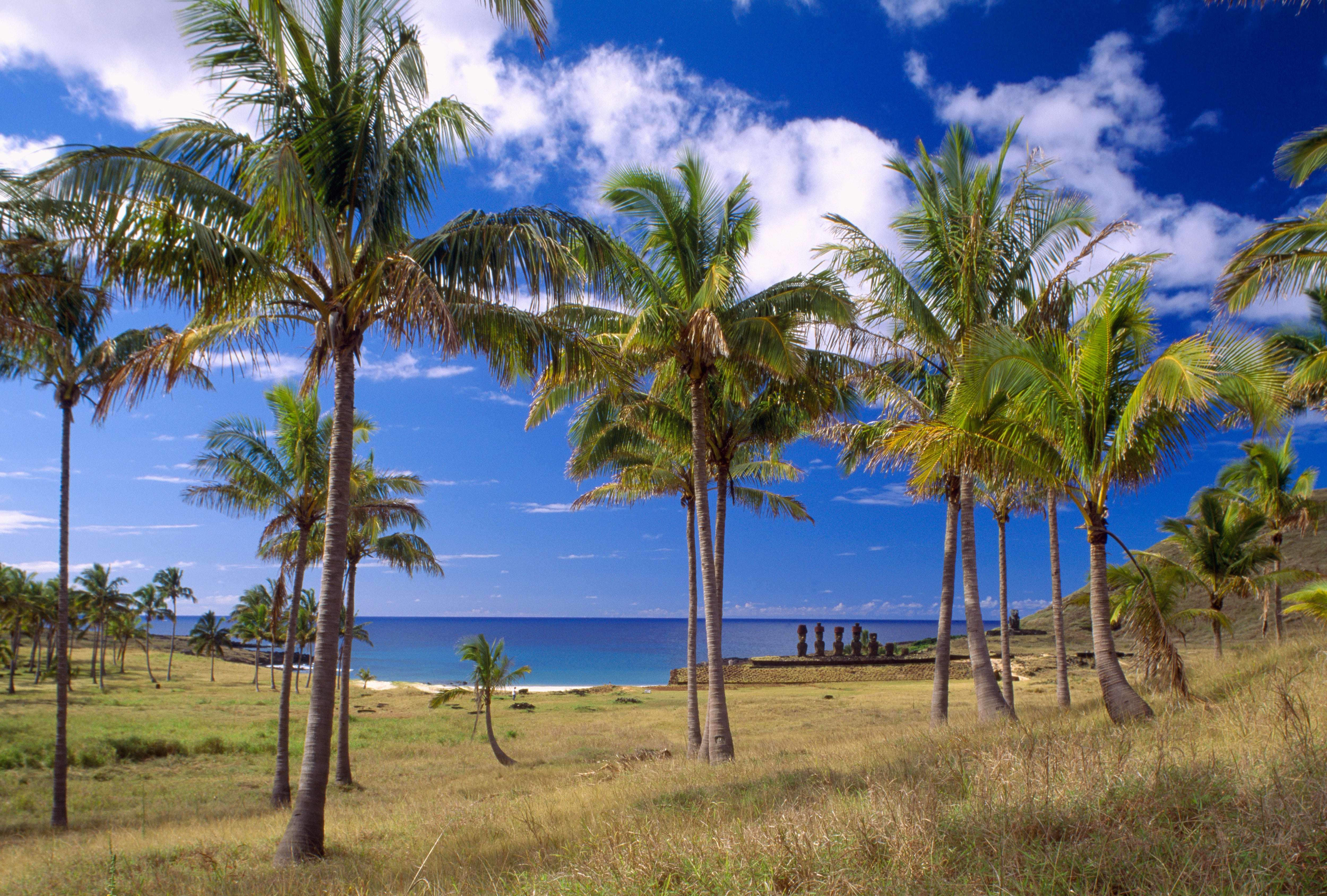 Moai and palm trees on Anakena Beach, a UNESCO World Heritage Site.