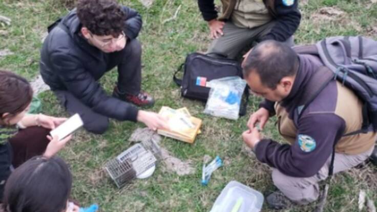 Después de 65 años, encuentran especie endémica que se creía extinta en la Reserva Nacional de Isla Mocha