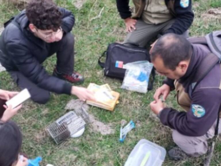 Después de 65 años, encuentran especie endémica que se creía extinta en la Reserva Nacional de Isla Mocha