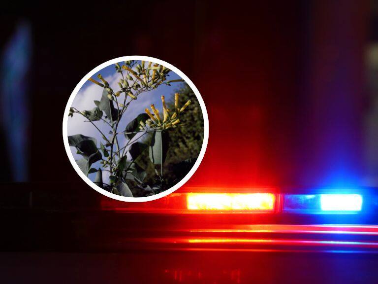 Tras muerte por intoxicación de hombre en Valparaíso: Qué es la planta ‘palán palán’ y cómo reconocerla