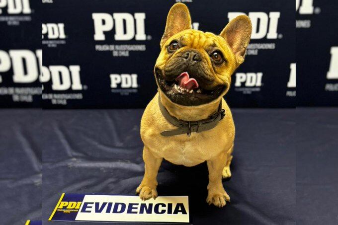 Bulldog robado en San Pedro de Atacama