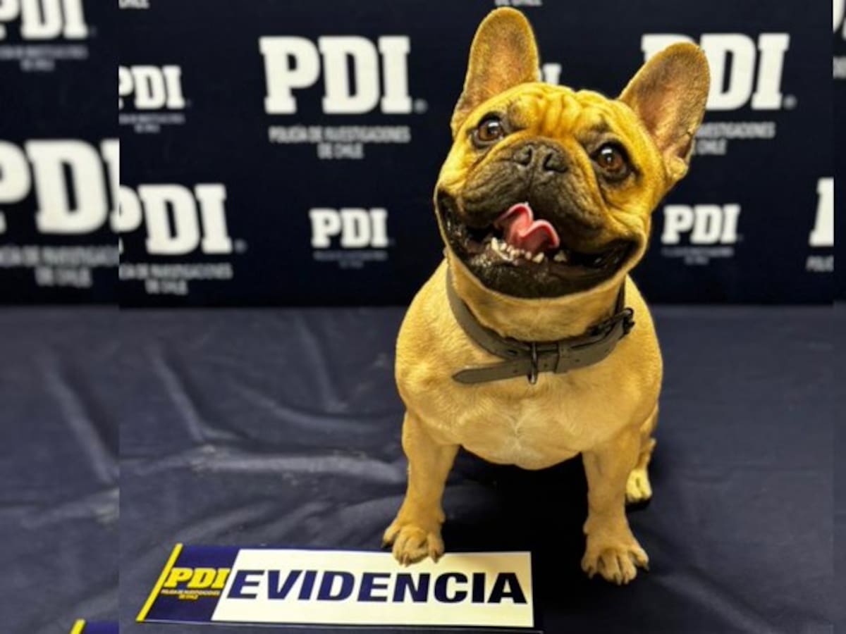 Robaron un bulldog francés y exigían $100 mil para devolverlo: PDI detiene en flagrancia 6 personas implicados