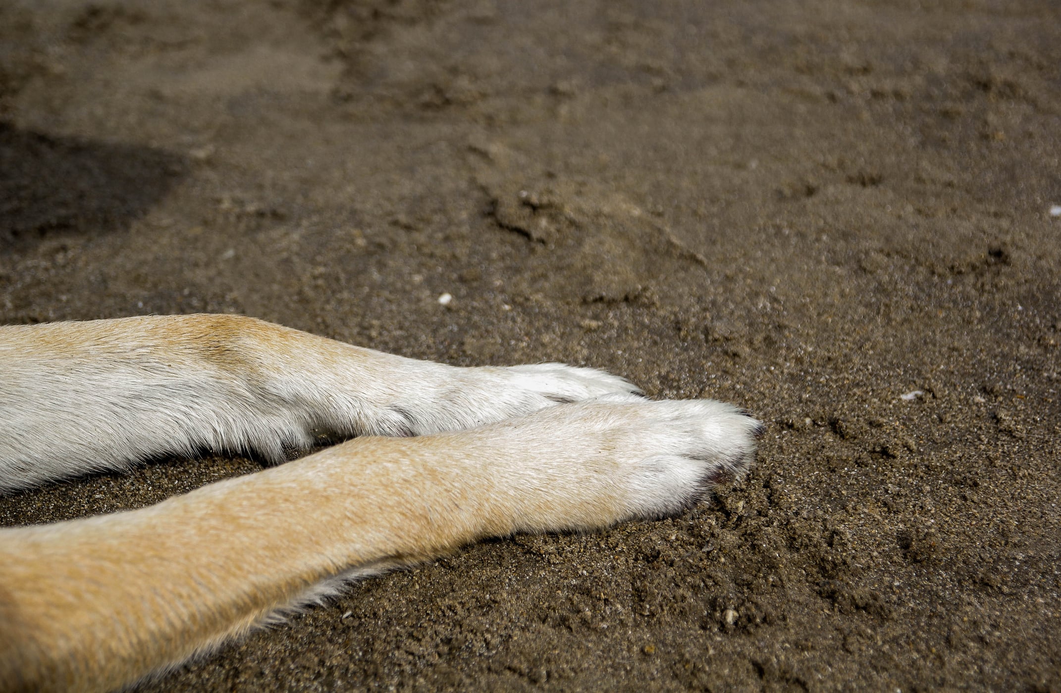 Nuevo caso de maltrato animal en Arica: hombre golpea con un zapato a su mascota