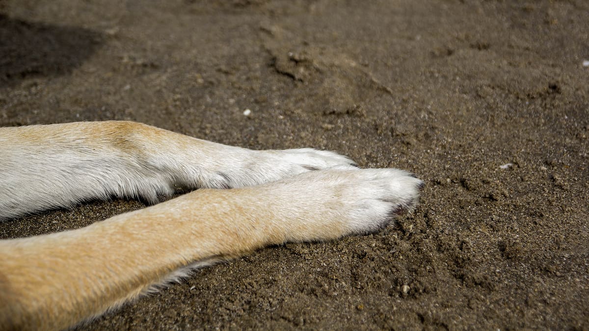 Indignación en Curanilahue por maltrato animal: investigan crimen de al menos 20 perros callejeros