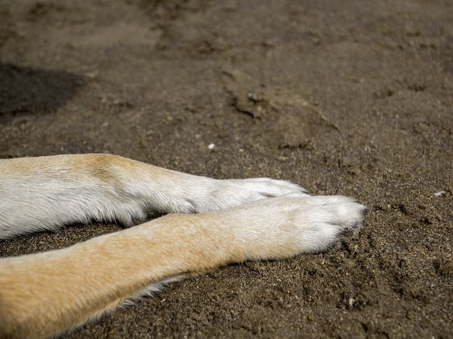 Nuevo caso de maltrato animal en Arica: hombre golpea con un zapato a su mascota