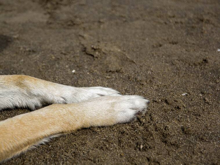 Nuevo caso de maltrato animal en Arica: hombre golpea con un zapato a su mascota