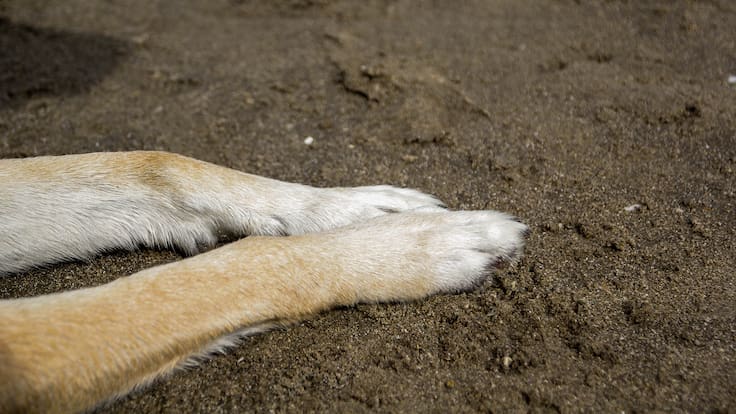 Municipalidad de Maipú anuncia querella por brutal caso de maltrato animal en Portal del Sol: quemaron vivo a un perro