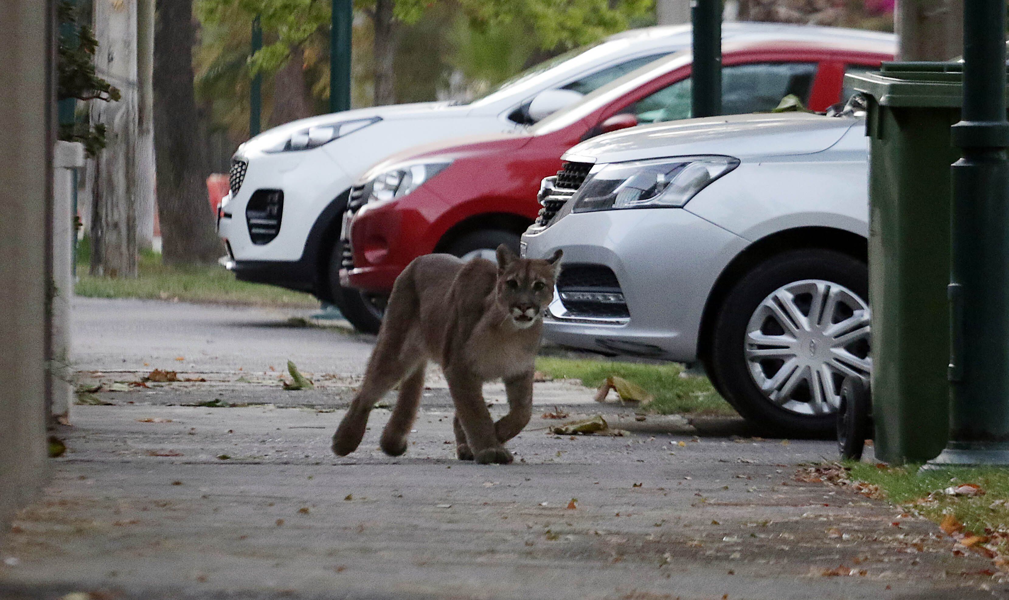 24 de marzo del 2020/SANTIAGOImagen del felino, durante el operativo en Ñuñoa por un puma suelto
FOTO: FRANCISCO CASTILLO /AGENCIAUNO