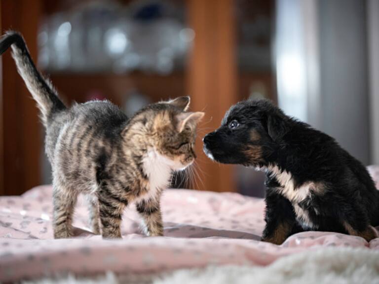 Salud mental en Ciudadano ADN: ¿Cómo enfrentar la pérdida de una mascota?