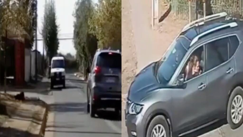 Brutal caso de maltrato animal en Machalí: mujer lanzó a su gatita a unos perros para que la atacaran