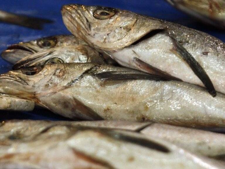 Subpesca respondió a fallo de Tribunal Ambiental que declaró ilegal alza de cuota de captura de merluza austral