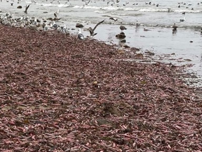 Miles de «peces pene» aparecieron varados en playa de California