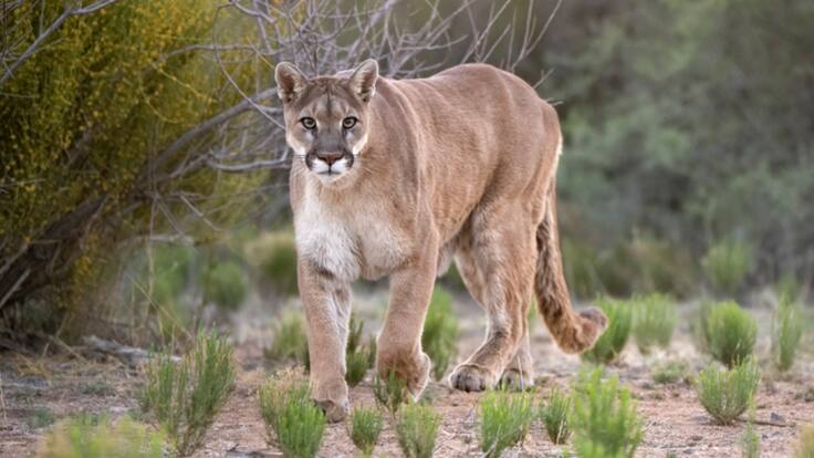 La grave denuncia por presunta matanza de pumas en el sur de Chile: autoridades investigan el caso