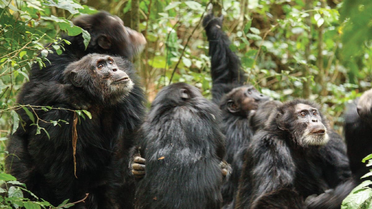 Al estilo de “El Planeta de los Simios”: Chimpancés de Uganda se dividen en grupos y comienzan una ‘guerra civil’
